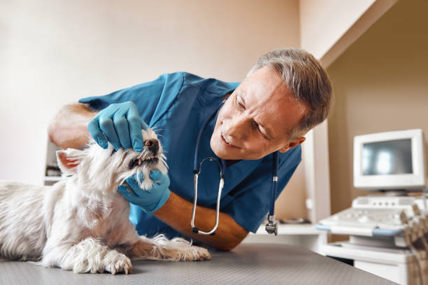 Best Emergency Denture Repair in Walterboro, SC